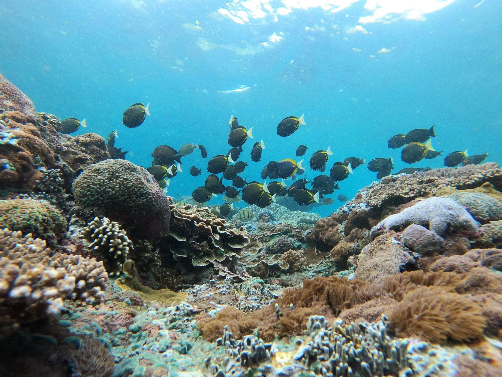 Snorkeling in clear water and Nusa Penida coastal cliffs in one combined trip — photo 2