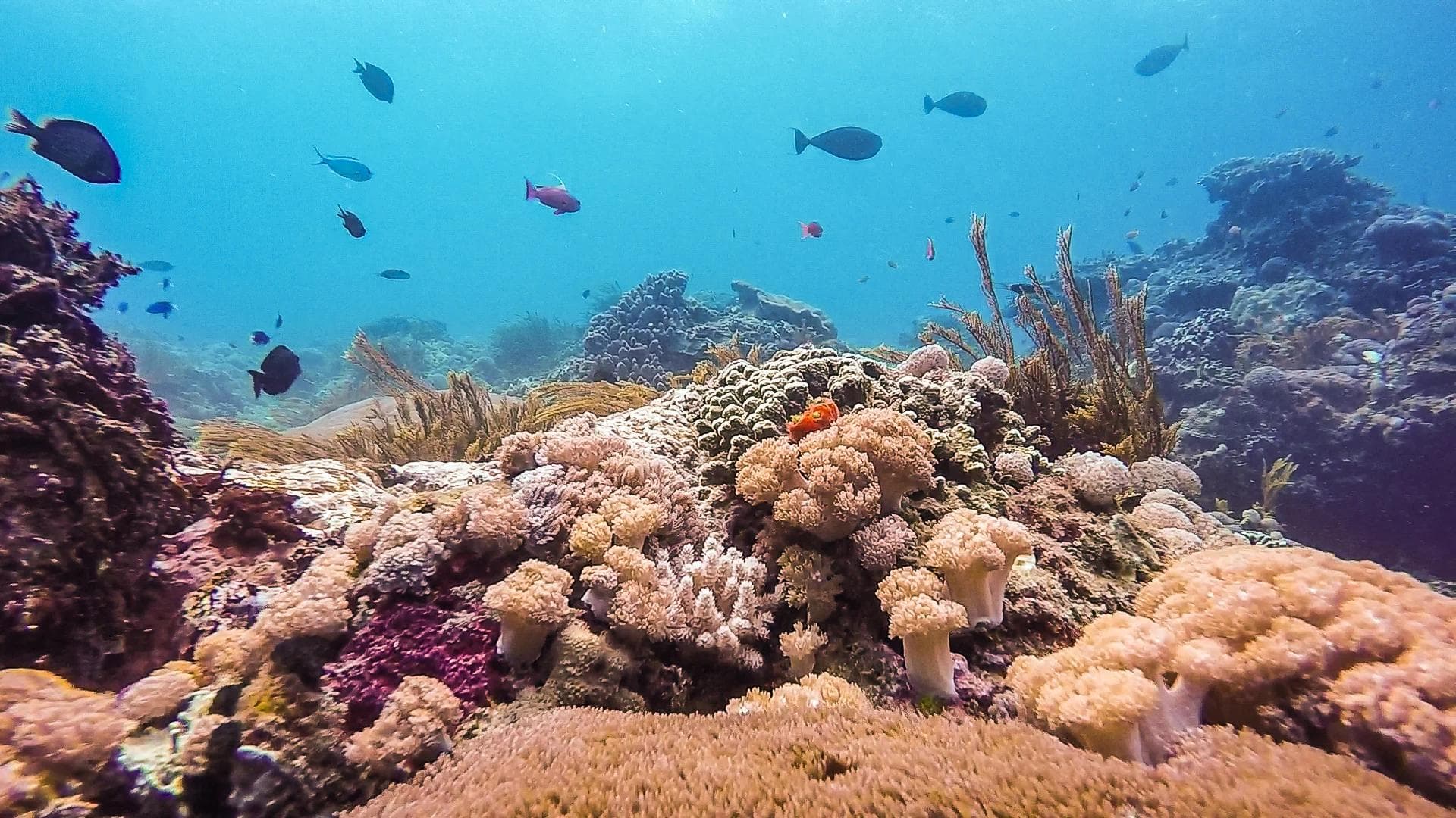 Snorkeler exploring clear tropical water at Manta Bay Nusa Penida — photo 7